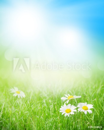 Image de Chamomile flowers on grass field